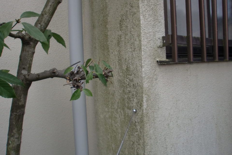 倉敷市連島町　M様邸　　外壁・外塀塗装の画像