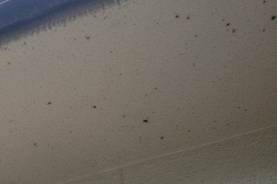 倉敷市連島町　M様邸　　外壁・外塀塗装の画像